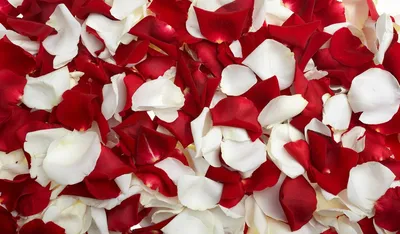 Лепесток розы в форме сердца находится под зонтиком из розовых лепестков,  бусы, Годовщина, счастливый фон картинки и Фото для бесплатной загрузки