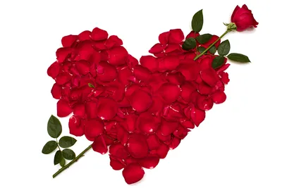 Самый романтичный подарок для девушки это, сердце из живых лепестков роз!  💝 Заказать сердце ❤️ из лепестков роз по 📲(096) 599-77-79  #сердцеизлепестковроз #ле…