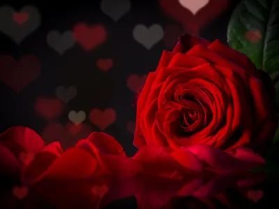 Сердце из лепестков роз :: Стоковая фотография :: Pixel-Shot Studio