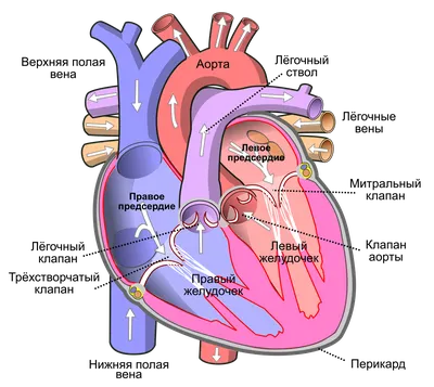 Сердце картинки анатомия фотографии