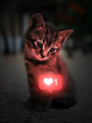 Сердце кошки фотографии
