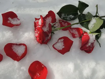 Сердце на снегу: нежность среди холода