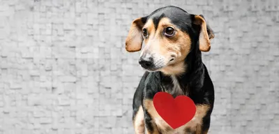 Анатомия сердца собаки на силуэте черной собаки с тенью Часть  млекопитающегося сердца Анатомия иллюстрации сердца любимца Иллюстрация  штока - иллюстрации насчитывающей сердце, собака: 134981608