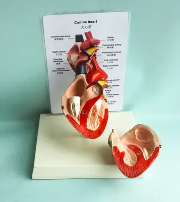 Сердце собаки анатомия (45 фото) - картинки sobakovod.club