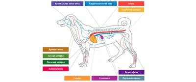 Перикардит у собак: симптомы, лечение и прогноз от ветеринарной клиники  Живаго