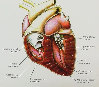 Поздравительная Открытка С Сердцем Собаки И Цветок Клипарты, SVG, векторы,  и Набор Иллюстраций Без Оплаты Отчислений. Image 40085779