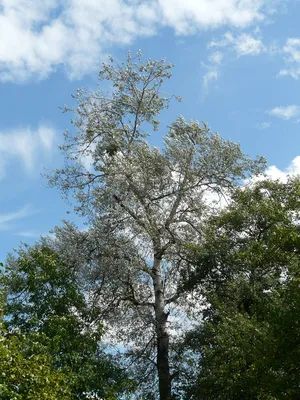 Тополь серебристый (Populus pyramidalis) - описание сорта, фото, саженцы,  посадка, особенности ухода. Дачная энциклопедия.