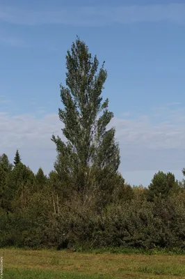 Купить Тополь серебристый белый (форма пирамидальная) (Populus pyramidalis)  от 899 руб. в интернет-магазине Архиленд с доставкой почтой по Москве и в  регионы