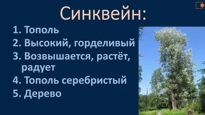 Купить сланец Плитняк серый Серебристый тополь в интернет-магазине Kamsad.ru