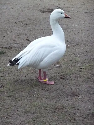 Graylag Goose - eBird