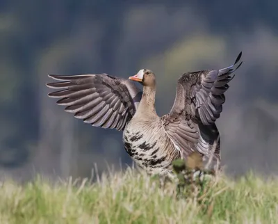 Grey Goose - domestic and wild geese (Anser) | Idaho Fish and Game