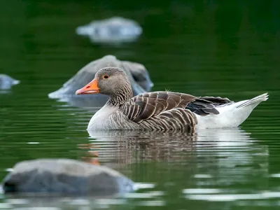 A gray goose is walking in a rural yard. Domestic goose. A domestic goose  on a farm on a sunny day, a rural scene. Breeding poultry for meat.  Selective focus. Stock Photo |