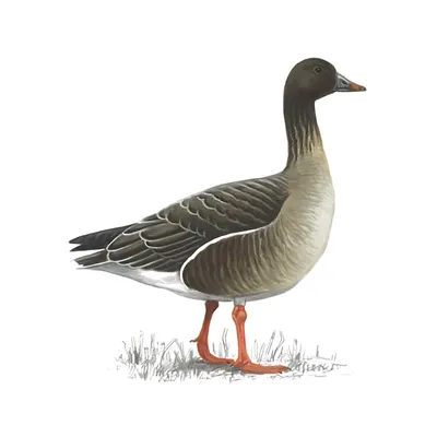 Graylag Goose - eBird