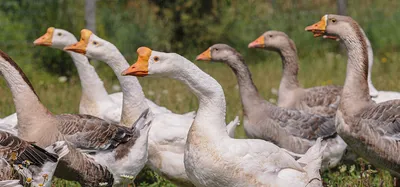 Goose Gander Stock Photos and Pictures - 5,337 Images | Shutterstock