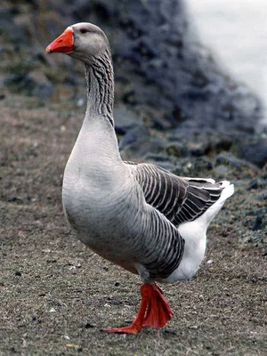 Side View Photo of Toulouse Goose · Free Stock Photo