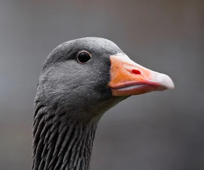 White Fronted Goose Facts | Anser Albifrons