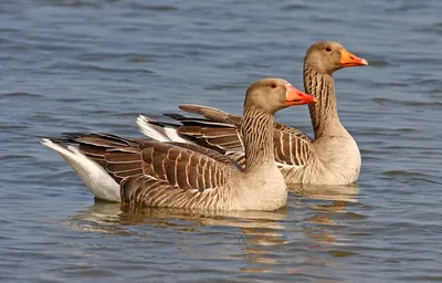 Shetland Geese and Steinbacher Geese - Backyard Poultry