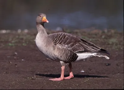 Tundra Bean Goose Facts | Anser Serrirostris