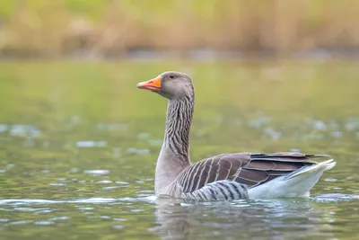 Potential Goose Health Challenges - The Open Sanctuary Project