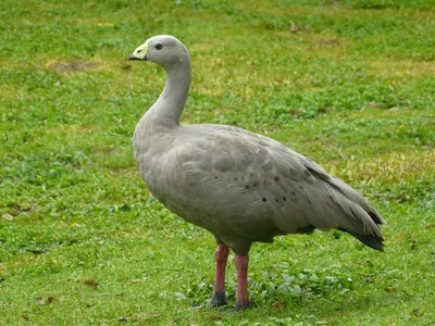 Cape Barren goose - Wikipedia