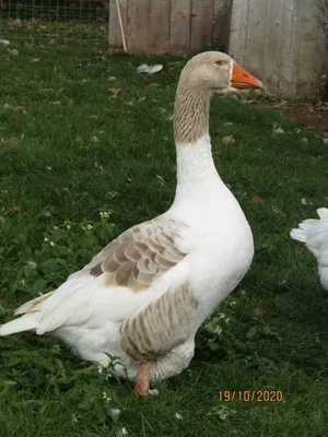 Mother Goose by Arnie Goldstein | Pet birds, Geese breeds, Beautiful birds