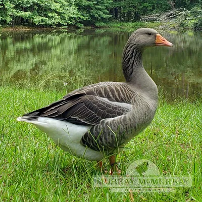 Goslings: Toulouse - My Pet Chicken