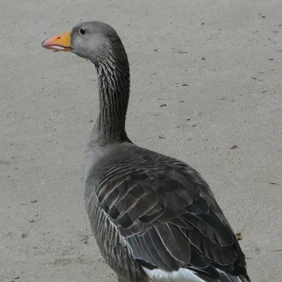 10 Facts about Geese - FOUR PAWS International - Animal Welfare Organisation