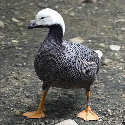 Graylag Goose | BirdNote