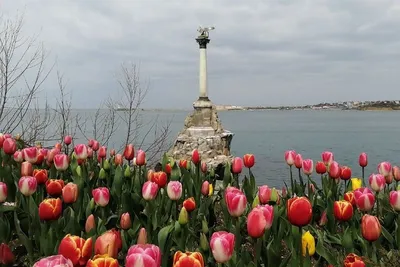 Как Севастополь выглядит в апреле: Цветут тюльпаны и хорошо клюет рыба -  Лента новостей Крыма