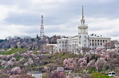 Севастополь, весна, миндаль