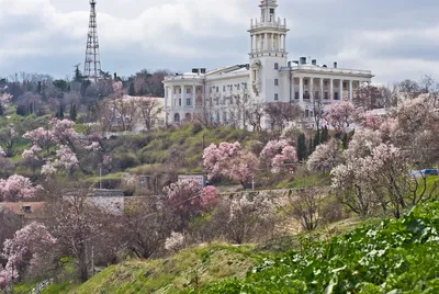 Севастополь цветет, несмотря на карантин | Пикабу
