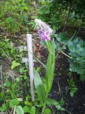 Северная орхидея фото фотографии