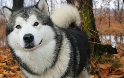 Самые выносливые: северные породы собак, которые подойдут жителям холодных  регионов
