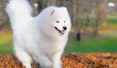 8 этно-собак России - Национальный акцент
