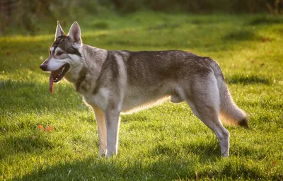Северные породы собак с фотографиями и названиями | «Дай Лапу»