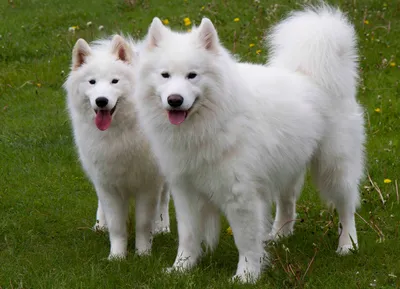 Северные породы собак с фотографиями и названиями | «Дай Лапу»