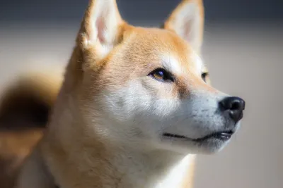 Северная инуитская собака — Википедия