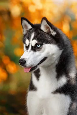 Самоедская собака: умный, верный и дружелюбный компаньон