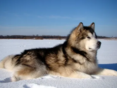 О породах собак. Северные ездовые собаки, часть 2. Самоедская собака,  якутская лайка. | Пикабу
