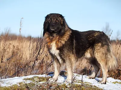 Северокавказская собака фото фотографии