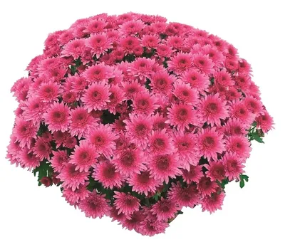 Хризантема #М12 мультифлора (Chrysanthémum multiflora) купить с доставкой  по Беларуси \"BuonRoza \"