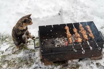 Шашлык выходной зима» — создано в Шедевруме