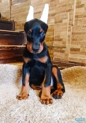 Щенок добермана/catel doberman 3 месяца/3 luni, кобель/mascul
