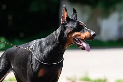 Щенок добермана/catel doberman 3 месяца/3 luni, кобель/mascul