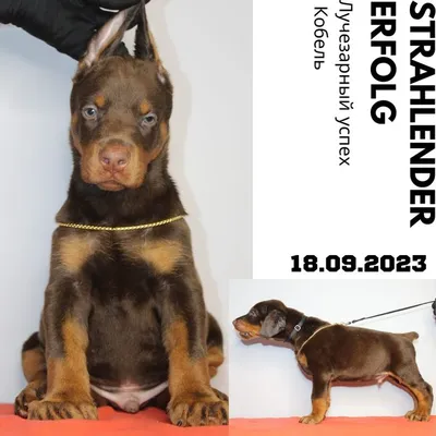 ЩЕНОК ДОБЕРМАНА | Doberman - Den Smail Helga | Дзен