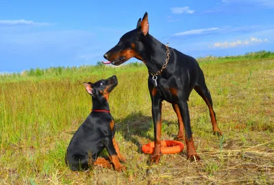 Доберман: характеристика породы 🐕, содержание, фото, всё о собаке
