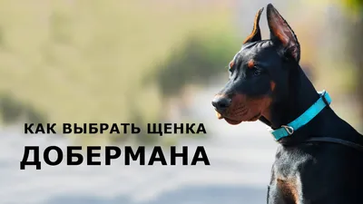 Ожидаются щенки добермана! | Питомник доберманов из Валькирии