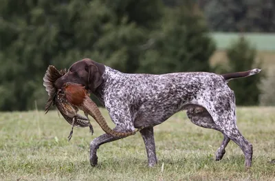 Бигль – охотничья собака - Русский охотничий портал