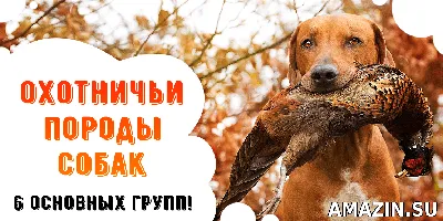 Лучшие охотничьи собаки Топ 5 | Василёк Иванушкин | Дзен