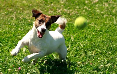 Охотничьи породы собак 🐕 для городских собаководов - Гульдог